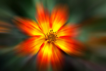 Red and yellow flower zoom shot