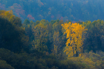 Fototapeta na wymiar Heron flying toward yellow tree in autumn forest landscape