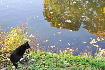 Autumn landscape of the lake surrounded by a city Park.