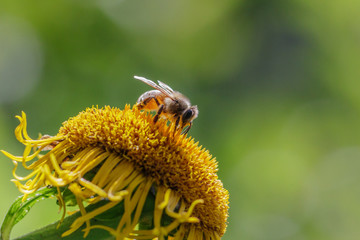 Close up of Honey bee on yellow sunflower with green background