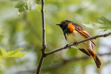 American Redstart bird underside view close up