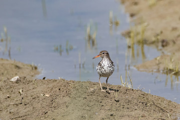 Posing spotted sandpiper on mud near water