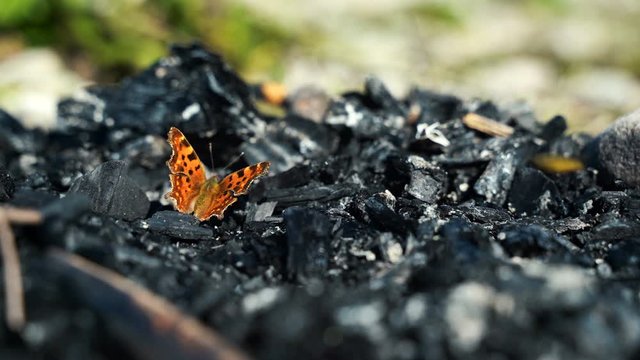 Polygonia c-album, the comma butterfly resting in sun, high quality