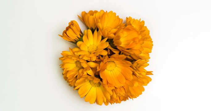 Timelapse of calendula flowers blooming .