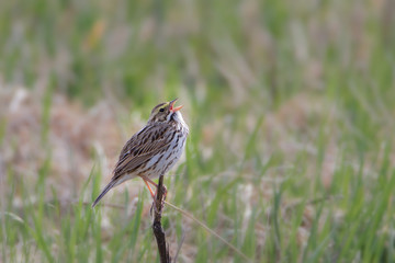 Savannah sparrow singing on branch in grass field