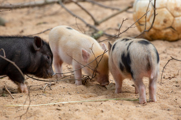 Wir sind die Mini-Mini-Pigs, Schweine, 