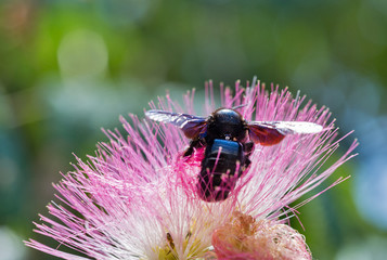 Blossoming Albizia julibrissin tree with bumblebee on Corsica island, France.