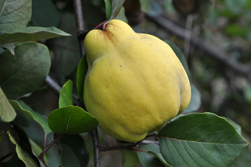 Quince ripens on the branch of the bush