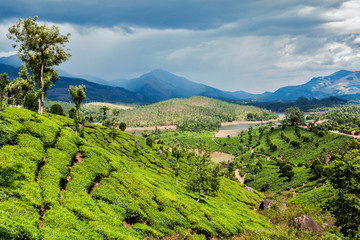 Obraz premium Tea plantations in mountains