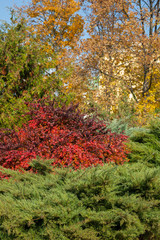 Bush plants with red leaves on a background of green shrubs