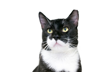 A black and white Tuxedo cat with its left ear tipped, indicating that is has been spayed or...