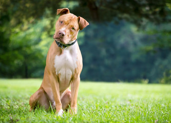 A red and white Pit Bull Terrier mixed breed dog sitting outdoors and listening intently with a...