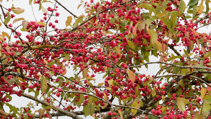 Obraz na płótnie Canvas (Euonymus europaeus) Fusain d'Europe aux fruits en forme de capsules rose vif, graines orange et feuillage vert et rougeâtre en automne