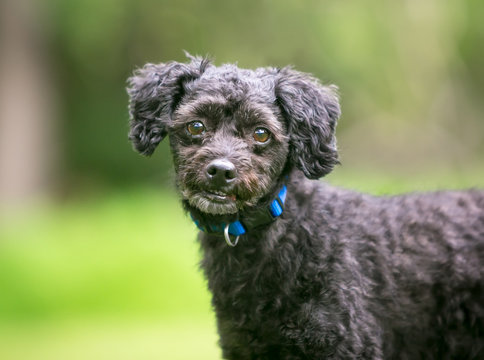 A Small Black Poodle Mixed Breed Dog Outdoors Wearing A Blue Collar
