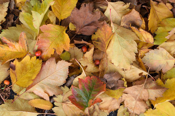 Naklejka na ściany i meble Yellow, red, brown leaves and red berries of hawthorn with some rain drops on them. Autumn nature background. Top view