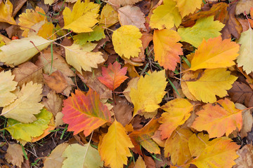 Naklejka na ściany i meble Yellow, red, light green, brown hawthorn leaves and some green grass. Autumn nature background. Top view