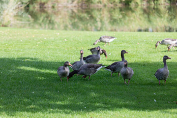a flock of large geese, gray domestic geese