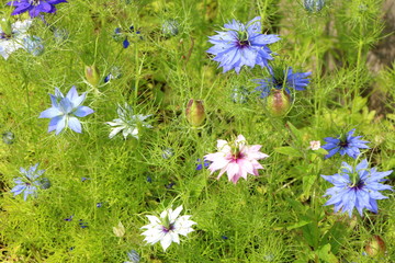 Echter Schwarzkümmel, Nigella sativa, Heilkraut zur Stärkung des Immunsystems,...
