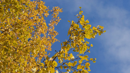 Birch branches with autumn yellow leaves on  background of bly sky with transparent clouds. Bottom view