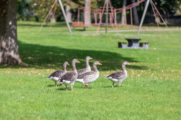 a flock of large geese, gray domestic geese