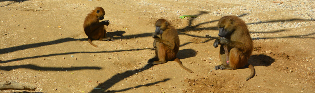 Baboons are Old World monkeys belonging to the genus Papio, part of the subfamily Cercopithecinae which are found natively in very specific areas of Africa and the Arabian Peninsula