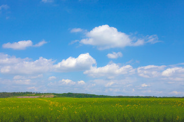 Fototapeta premium Spring field with yellow rape flowers. Cloudy sky.