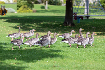 a flock of large geese, gray domestic geese