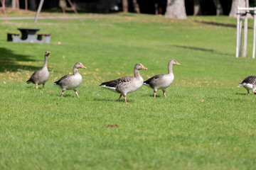 a flock of large geese, gray domestic geese