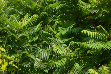 Fototapeta na wymiar Green leaves of vinegar tree. Green natural background. Summer time.