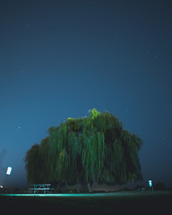 big dipper over the edgewater willow tree in cleveland ohio