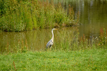 Grey Heron standing by a riverbank in Kent uk 