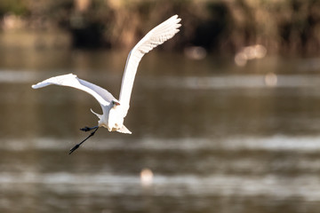 Airone bianco in volo