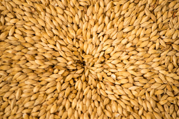 malt for brewing