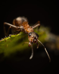 formica rufa