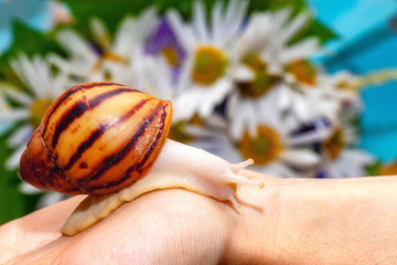 Snail Archachatina marginata var. ovum. Yellow shell with brown stripes. Snail crawls on a hand against the background of chamomile flowers. Beautiful background with copy space.