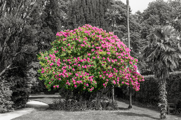 Selected colour rhododendrons in gardens conceptual image