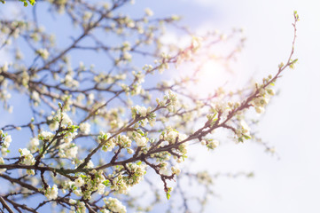 Flowering plum branches in spring