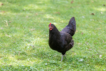 Black feathers chicken hen walking on a green field