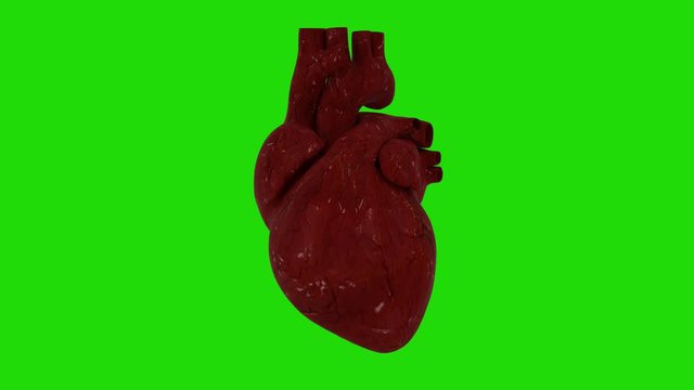 Beating human heart on green screen. Heart beat rhythmic action. Heart functioning anatomy for medical students
