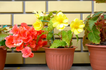 Flowers yellow dahlias and red begonias in pots against the background of a brick wall.
