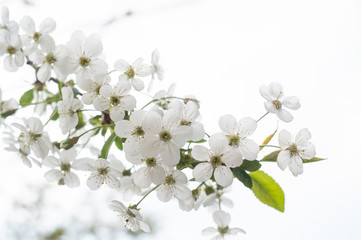 Flowering branches of cherry in spring