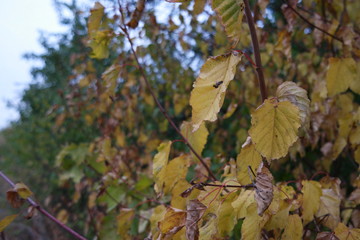 autumn leaves on tree