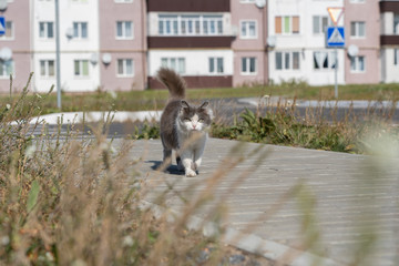 Obraz na płótnie Canvas Domestic cat walking on the street, close up