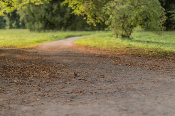 Lonely bird realizes the arrival of autumn