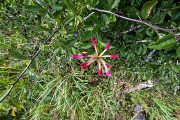 Honeysuckle flower head from directly above