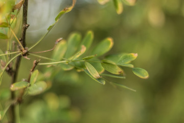 Green leaves photographed close up