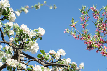 Flowering pink and white peach and apple tree branches