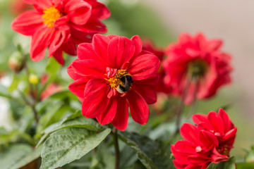 Bumblebee produces pollen on a large red flower
