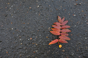 Wet red leaf of mountain ash on wet dark grey pavement. Autumn background