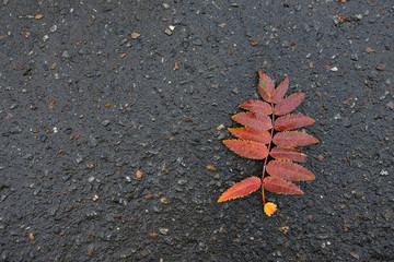 Wet red leaf of mountain ash on wet dark grey pavement. Autumn background